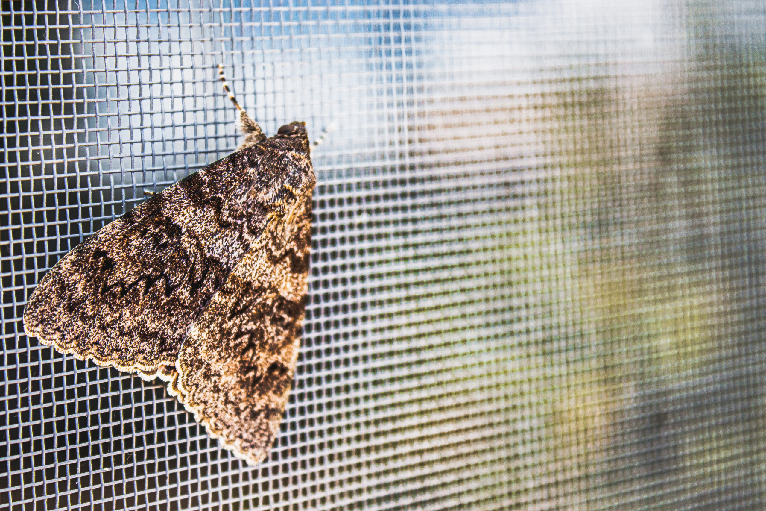 A butterfly sits on a mosquito net on the window. A beautiful insect in a natural habitat.